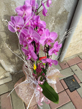 Cargar imagen en el visor de la galería, Orquídea Phalaenopsis- dos tallos grande-
