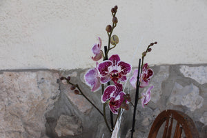 Orquídea Phalaenopsis- dos tallos grande-