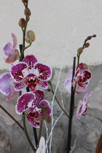 Carregar imatge al visor de la galeria, Orquídia Phalaenopsis- dues tiges grans-
