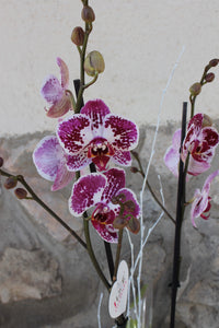 Orquídia Phalaenopsis- dues tiges grans-