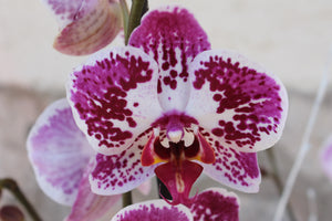 Orquídia Phalaenopsis- dues tiges grans-