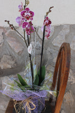 Carregar imatge al visor de la galeria, Orquídia Phalaenopsis- dues tiges grans-
