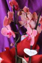 Carregar imatge al visor de la galeria, Phalaenopsis Sant Valentín
