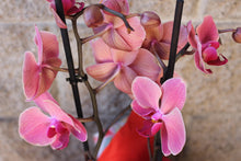 Carregar imatge al visor de la galeria, Phalaenopsis Sant Valentín
