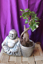 Cargar imagen en el visor de la galería, Ficus Ginseng con Buda
