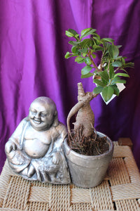 Ficus Ginseng con Buda