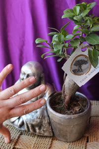 Ficus Ginseng con Buda